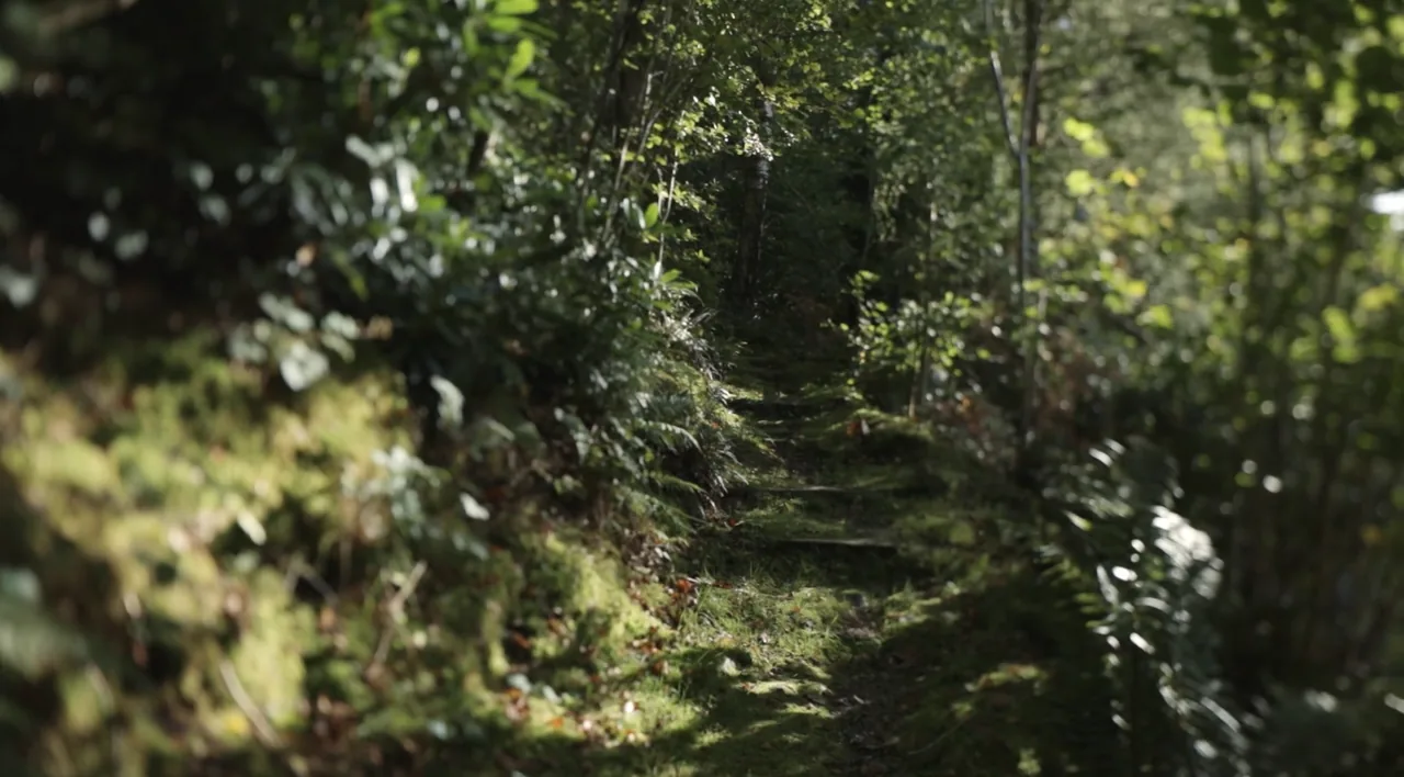 Still from Thoughts In Series: a green woodland path at Brantwood.